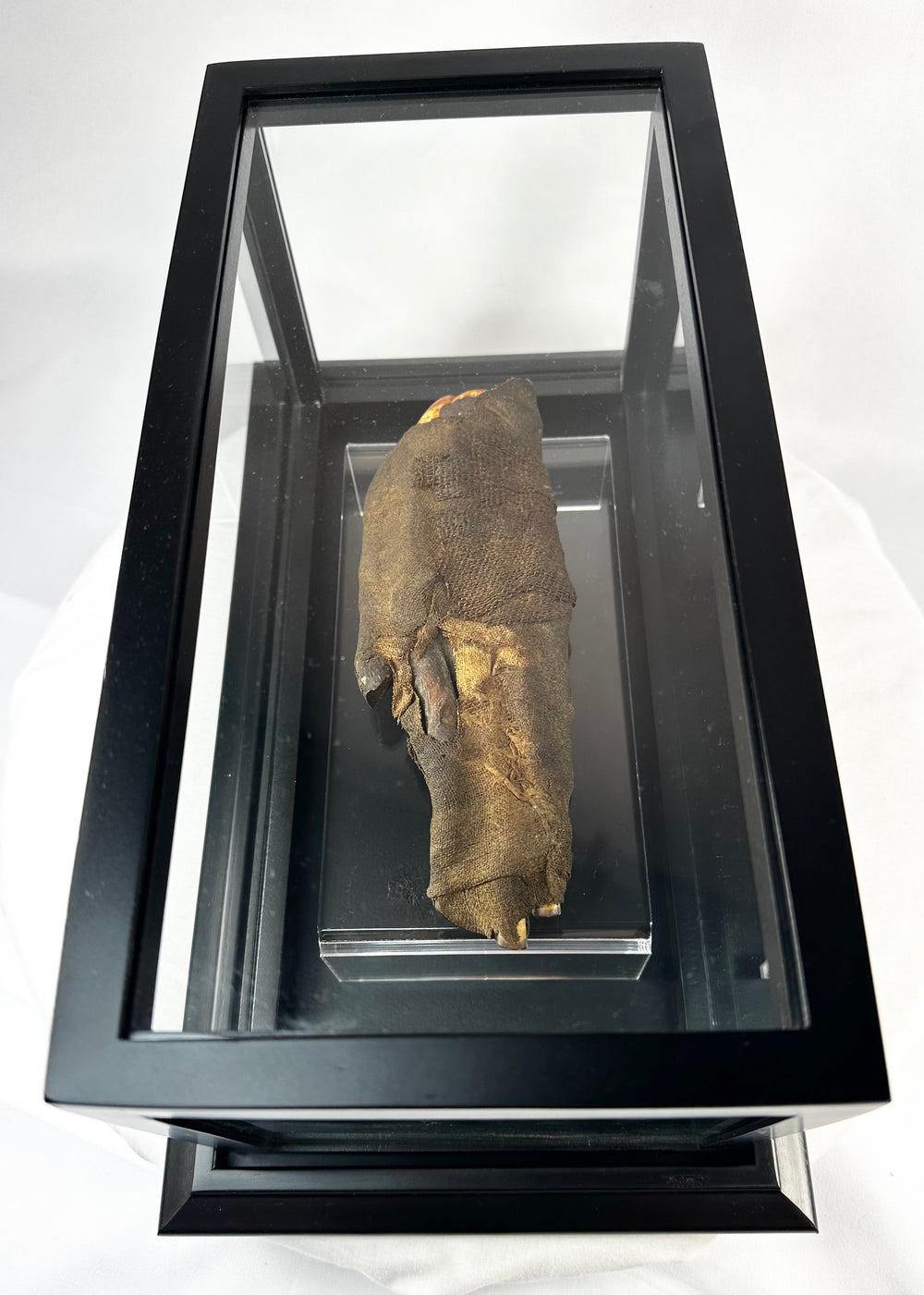Verified Egyptian mummified relic presented in a black museum shadowbox with acrylic cover, Late to Ptolemaic Period, expertly conserved for display.