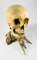 Authentic anatomical skull on driftwood stand — left-side view highlighting mandible.