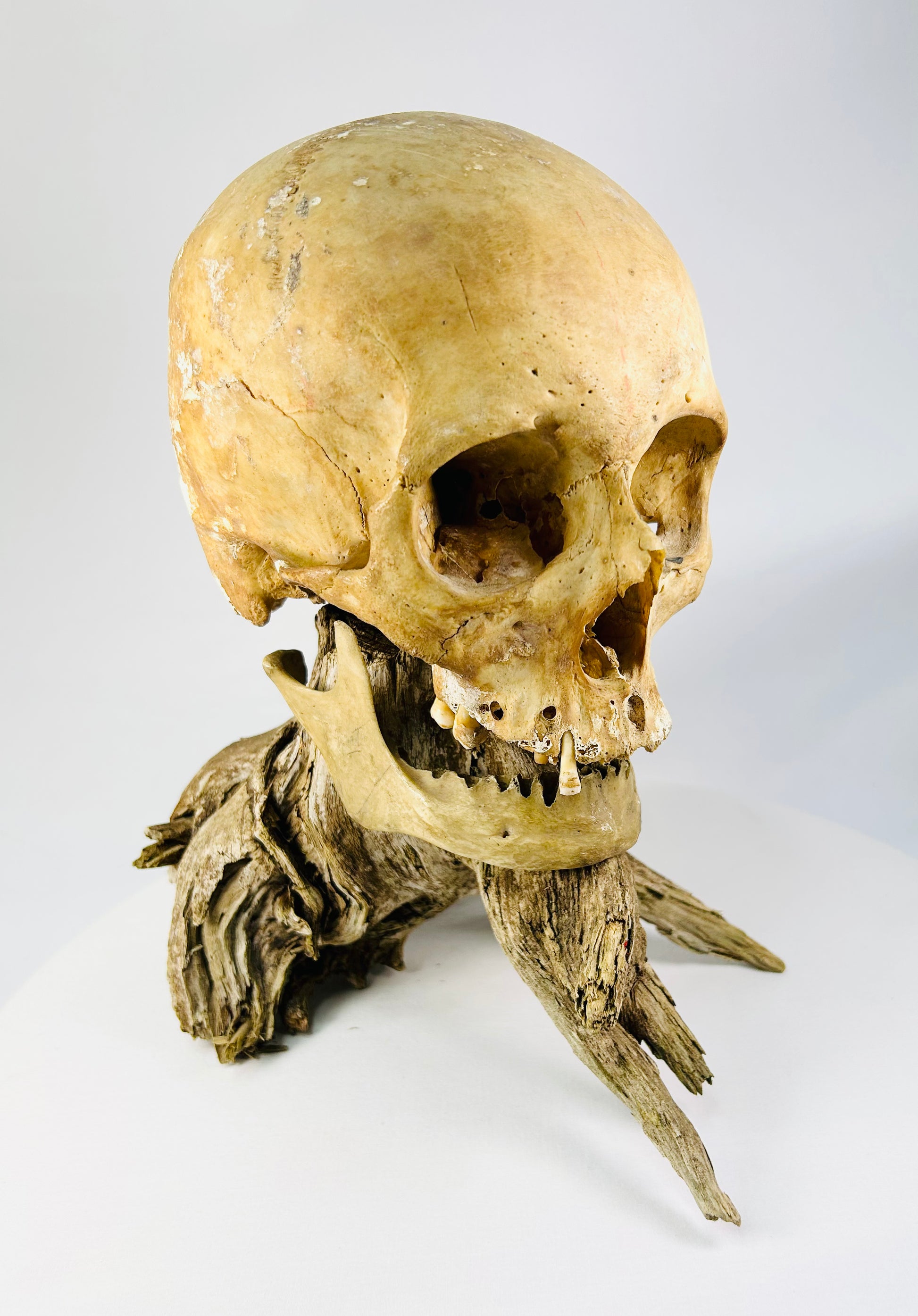 Antique skull with full cranial sutures and intact jawbone — right-side angle