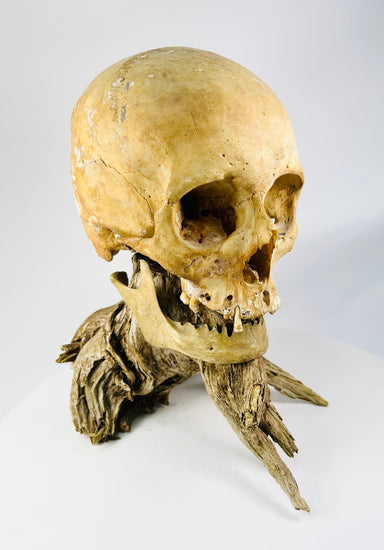 Antique skull with full cranial sutures and intact jawbone — right-side angle