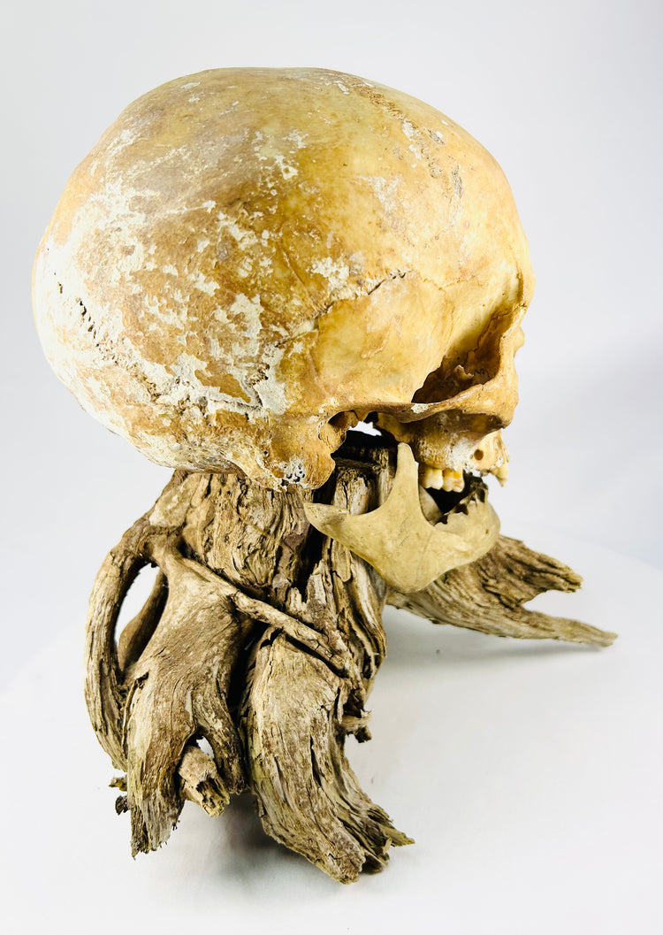 Museum-quality human skull — quarter profile mounted on organic driftwood