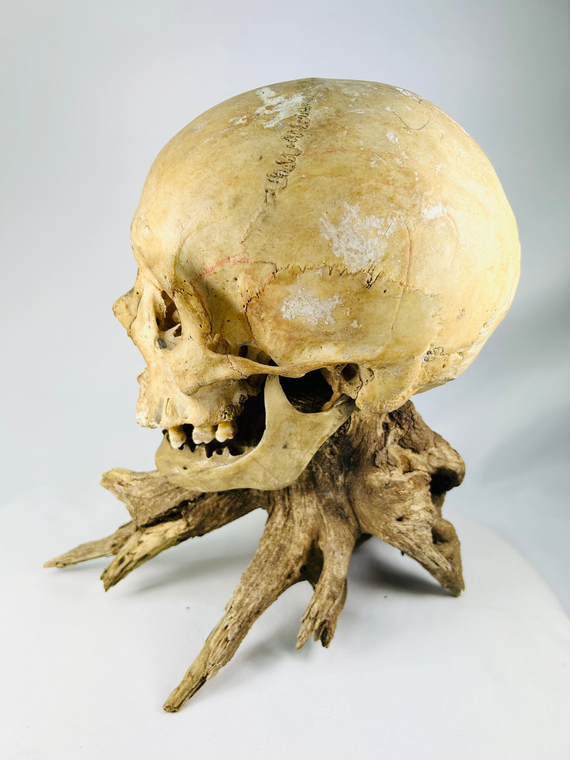 Authentic 19th-century skull — three-quarter rear view with aged patina and driftwood
