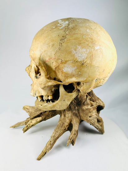 Authentic 19th-century skull — three-quarter rear view with aged patina and driftwood