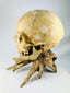 Authentic 19th-century skull — three-quarter rear view with aged patina and driftwood