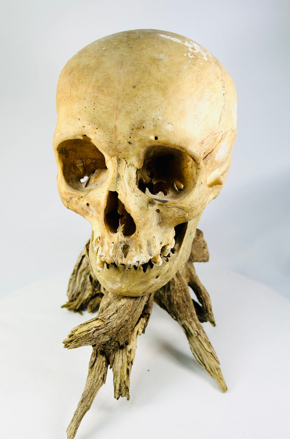 Rare 19th-century human skull — display piece mounted on natural driftwood pedestal