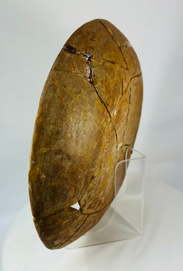 Left-rear view highlighting curvature and subtle pigment traces on the reverse.