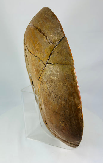 Alternate right-back oblique emphasizing contour and earthen firing tone.