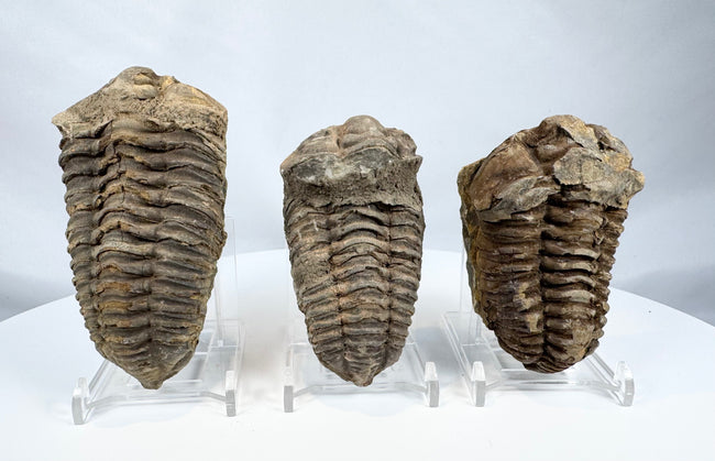 Collection of three fossilized trilobites showing segmented prehistoric exoskeletons