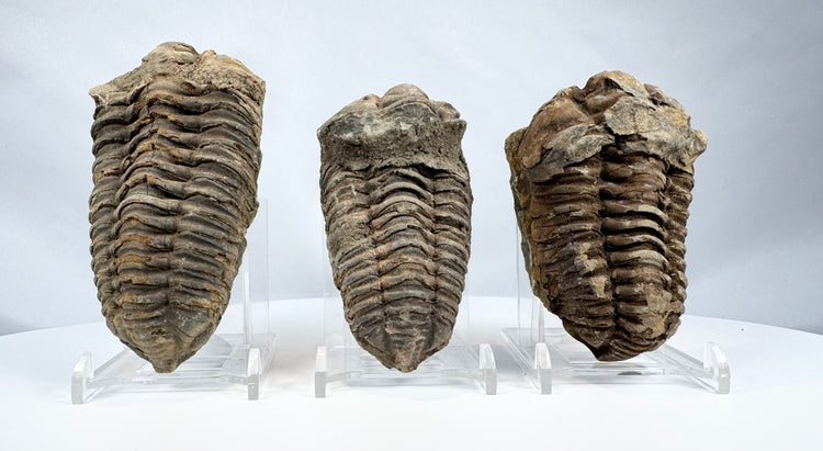 Three ancient trilobite fossils with natural grey brown mineral coloration