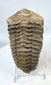 Large trilobite fossil showing detailed cephalon thorax and segmented exoskeleton