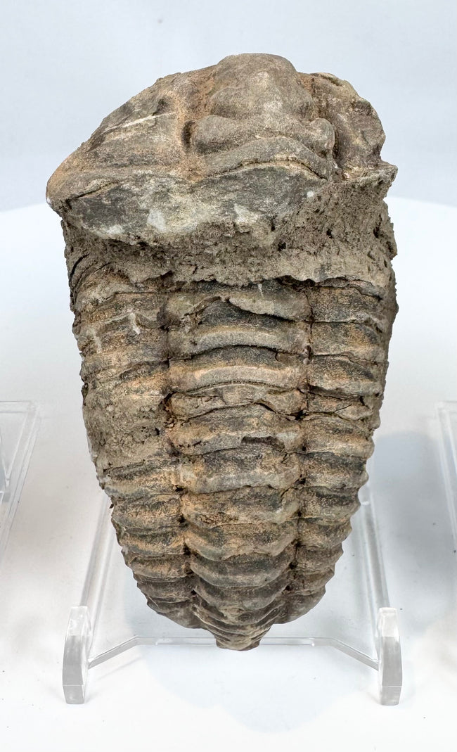 Fossil trilobite specimen with preserved body segmentation and sedimentary matrix