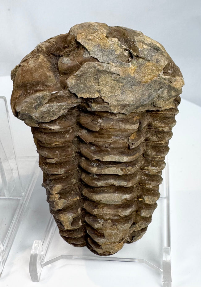 Ancient trilobite fossil with pronounced ribbed exoskeleton and natural stone deposits