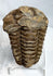 Ancient trilobite fossil with pronounced ribbed exoskeleton and natural stone deposits