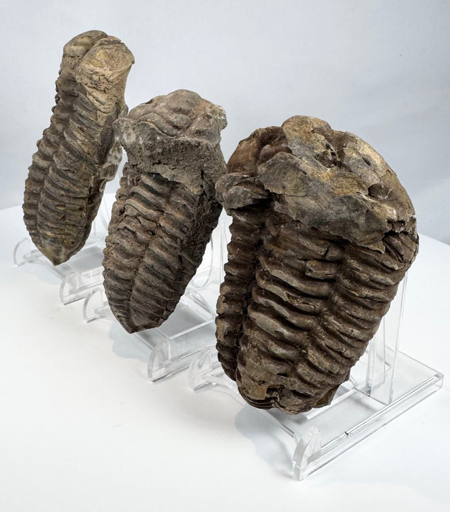 Three Paleozoic trilobite fossils displayed at an angled side view