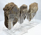 Side profile of fossilized trilobites showing raised exoskeleton preservation