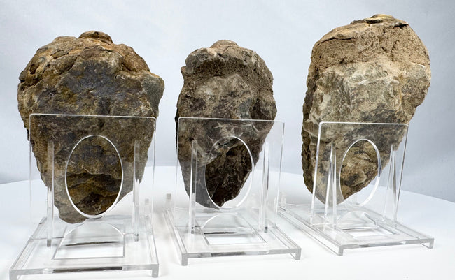 Three genuine trilobite fossils mounted on clear display stands