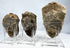 Rear view of three trilobite fossils showing original sedimentary stone matrix
