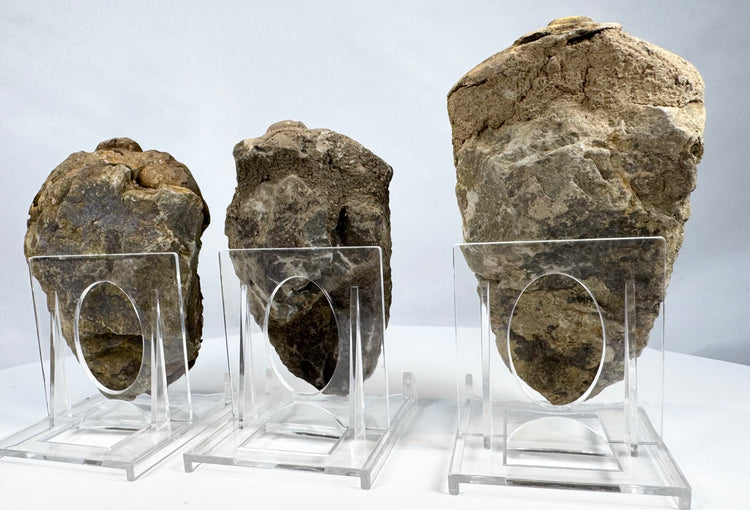 Rear view of three trilobite fossils showing original sedimentary stone matrix
