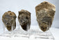 Rear view of three trilobite fossils showing original sedimentary stone matrix