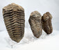 Reverse surfaces of Paleozoic trilobite fossils with natural matrix and mineral deposits