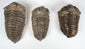 Three prehistoric trilobite specimens showing differences in size shape and preservation