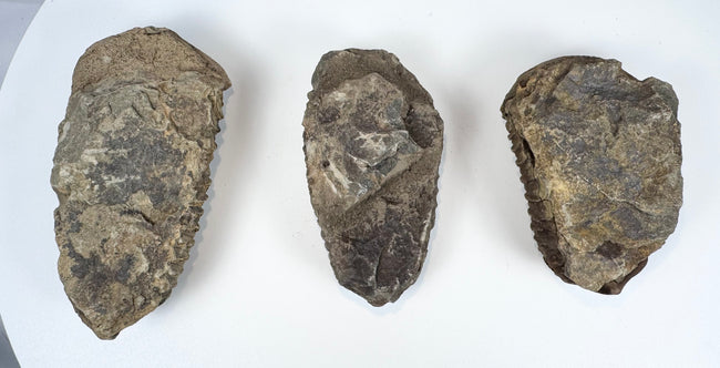 Detailed group view of three fossil trilobites reportedly excavated near Newcastle Wyoming