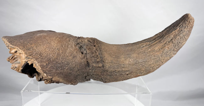 Ice Age bison horn core fossil with preserved partial cranial structure