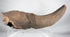 Ice Age bison horn core fossil with preserved partial cranial structure