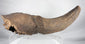 Ice Age bison horn core fossil with preserved partial cranial structure