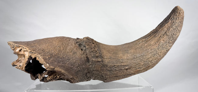 Mineralized prehistoric bison horn core and adjoining skull fragment