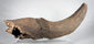 Mineralized prehistoric bison horn core and adjoining skull fragment