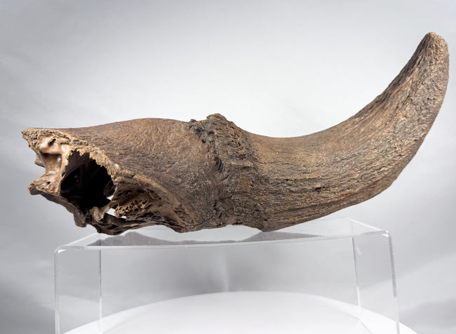 Ancient bison fossil with dramatic curved horn and preserved cranial bone