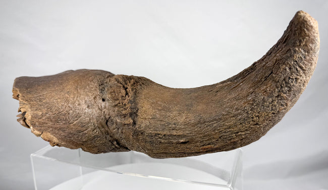 Large fossilized bison horn and cranial bone from Newcastle, Wyoming