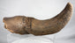 Large fossilized bison horn and cranial bone from Newcastle, Wyoming