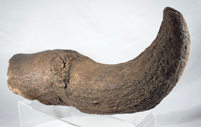Pleistocene bison horn fossil with rich brown mineral coloration