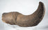 Pleistocene bison horn fossil with rich brown mineral coloration