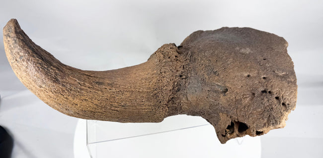 Fossilized bison skull fragment displaying natural cavities and cranial structure