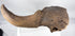 Fossilized bison skull fragment displaying natural cavities and cranial structure