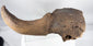 Fossilized bison skull fragment displaying natural cavities and cranial structure