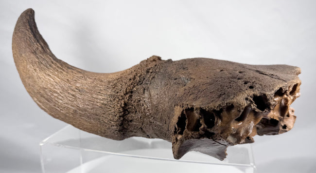Prehistoric North American bison horn core and partial skull fossil