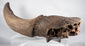 Prehistoric North American bison horn core and partial skull fossil