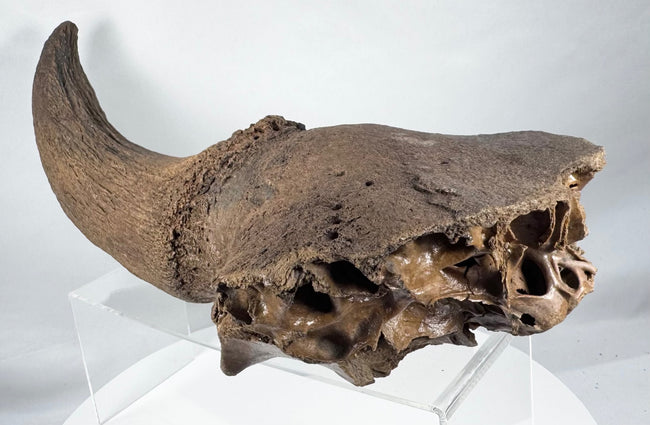 Large Ice Age bison fossil with weathered horn core and cranial base