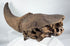 Large Ice Age bison fossil with weathered horn core and cranial base