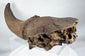 Large Ice Age bison fossil with weathered horn core and cranial base