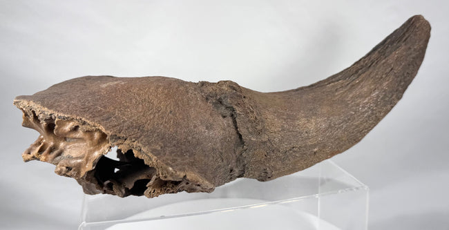 Natural-history specimen featuring a fossil bison horn and partial skull