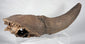 Natural-history specimen featuring a fossil bison horn and partial skull