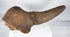 Ancient mineralized bison horn core from the Pleistocene Epoch