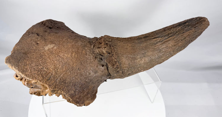 Ancient mineralized bison horn core from the Pleistocene Epoch