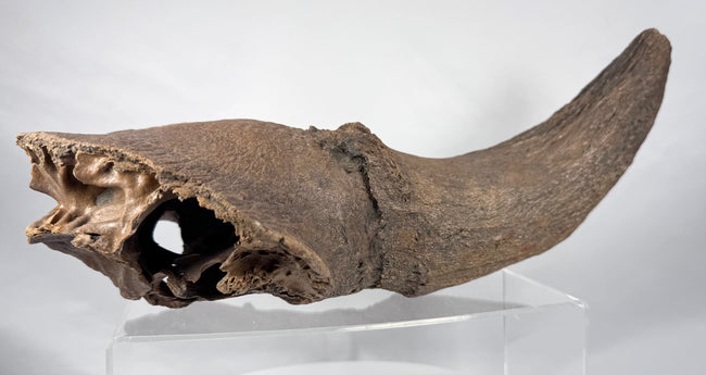 Museum-quality prehistoric bison horn core and partial cranial fossil