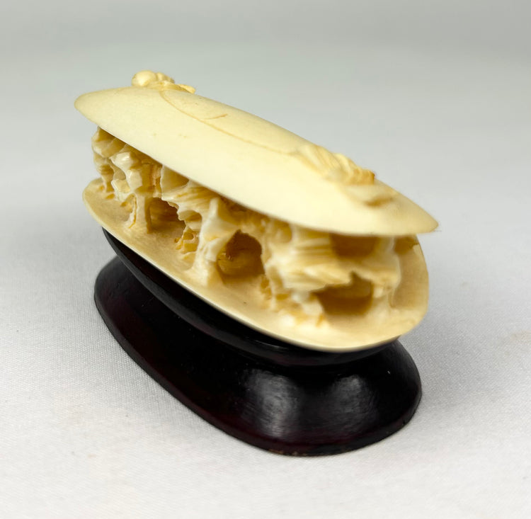 Angled side view of the Chinese carved bone clam shell miniature, highlighting the pierced interior chambers and hardwood base.